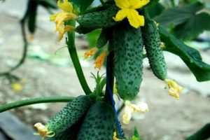 Popis odrůdy okurek Čajkovského, její vlastnosti a výnos