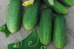 Dolomito agurkų veislės aprašymas, jo savybės ir derlius