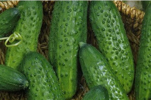 Cucumber Eliza: characteristics and description of the variety, yield ...