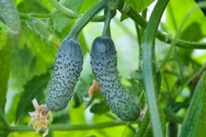 Mumu agurkų veislės aprašymas, auginimo ir priežiūros ypatybės