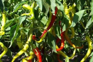 Description of the variety of pepper Sheep horn, features of cultivation and care