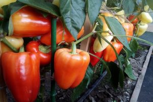 Description of varieties of pepper Khalifa, Antey and Flamenco, cultivation and yield with photo