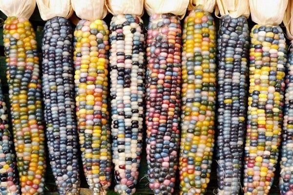 įvairiaspalvis kukurūzas