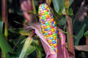 Beschrijving van variëteiten van veelkleurige maïs, het gebruik ervan