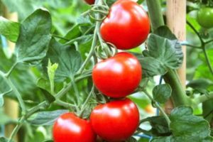 Descripción de la variedad de tomate domos rusos, características de cultivo y cuidado.
