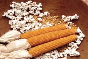 Nomi di varietà di mais per popcorn, loro coltivazione e conservazione