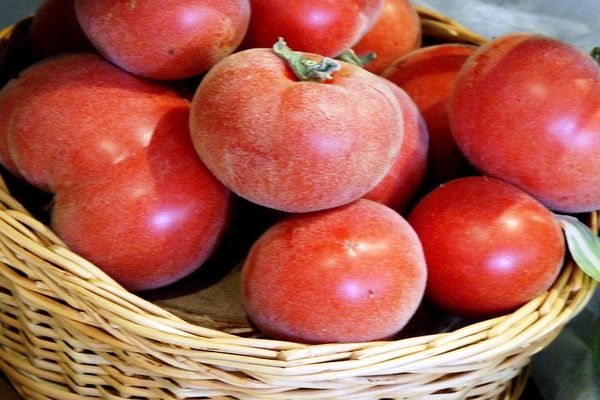tomates albaricoque