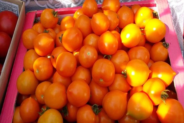 variedad de tomate albaricoque