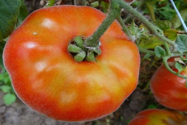 plántulas de tomate