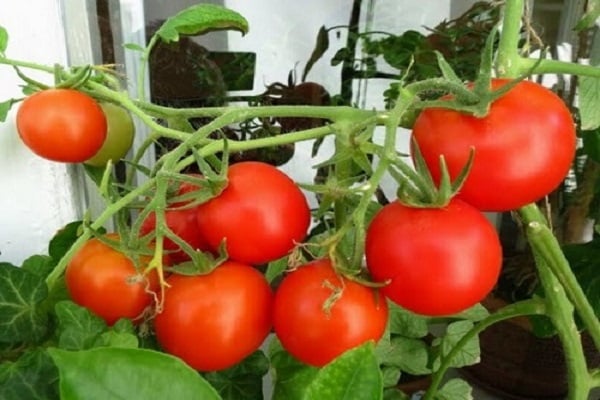 Scarlet tomato