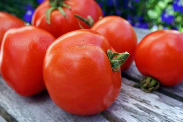 pomidorų atolis