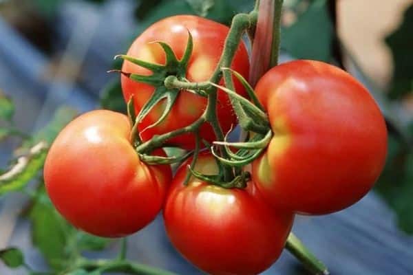 pomidorai užauginti