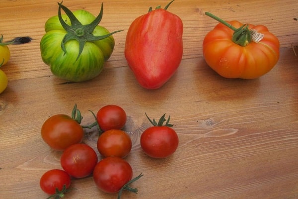 vattna tomater