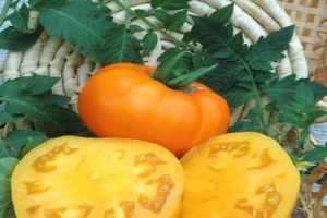Beschrijving van het tomatenras Bison geel, zijn kenmerken en teelt