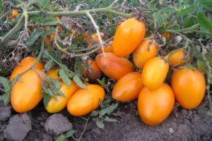 Descrizione della varietà di pomodoro Barile, sue caratteristiche e produttività