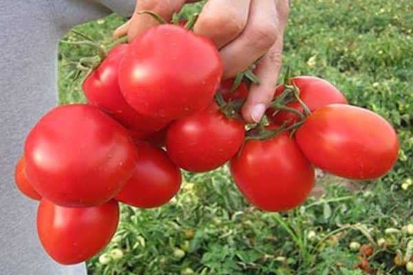 barril variedad de tomate