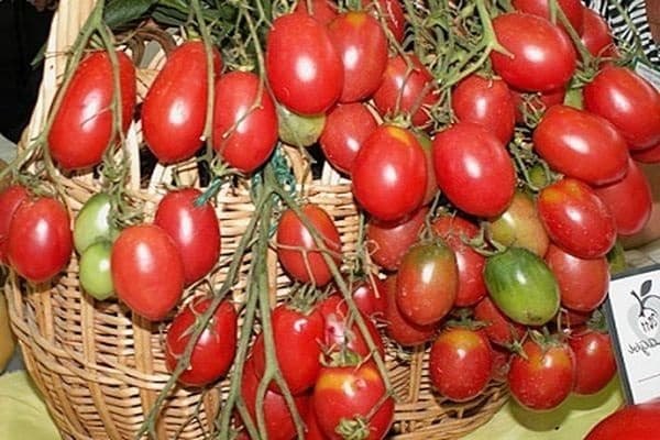 pomidorų krūmas