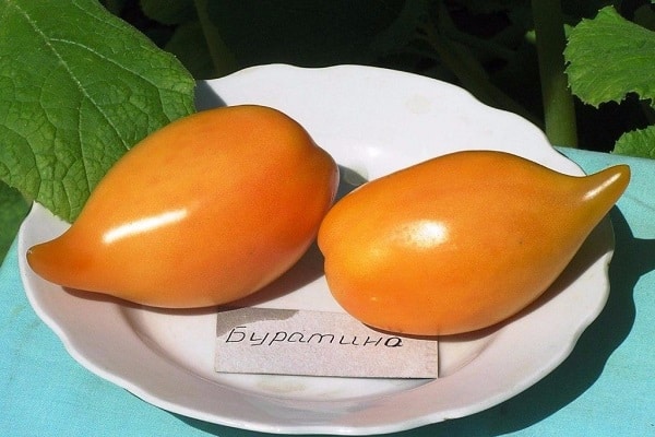 paradajkový pinocchio