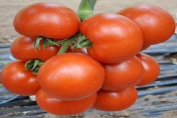 Čerokių pomidoras