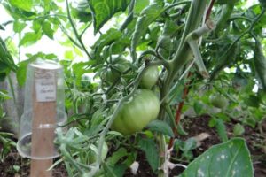Description of the Cherokee tomato variety, its characteristics and yield