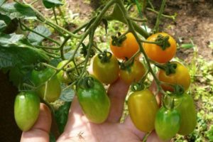 Opis odmiany pomidora cherry Lisa, jej właściwości i produktywność