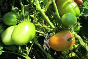 Beschreibung der Tomatenmädchenherzen, Eigenschaften und Anbau der Sorte