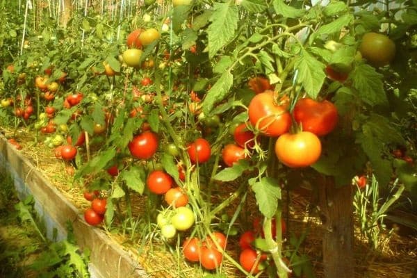 Yenisei tomat