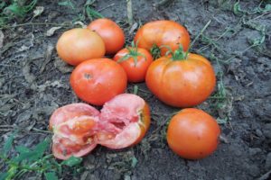 Opis odrody paradajok Ermak F1, vlastnosti pestovania a starostlivosti