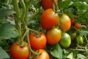 Beskrivning av tomatsorten Flagg, dess egenskaper och produktivitet