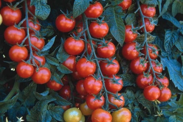 culture de tomates