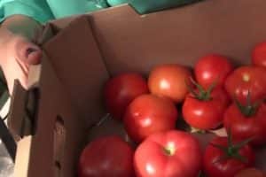 Popis odrůdy rajčete, její vlastnosti a výnos