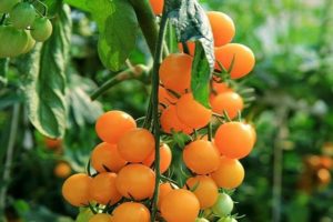 Beschrijving van de tomatenvariëteit Oranje dop, zijn kenmerken en opbrengst