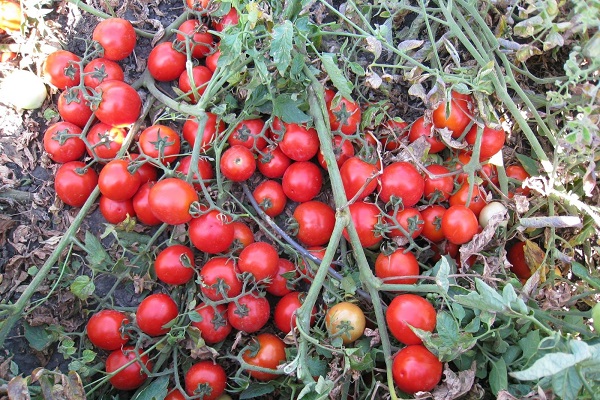 olgunlaşan domates