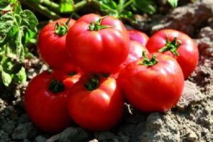 Descripción de la variedad de tomate Sadik f1, características de cultivo y rendimiento.