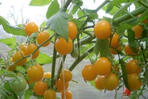 Opis odrody rajčiaka letného slnka, jeho vlastnosti a výnos
