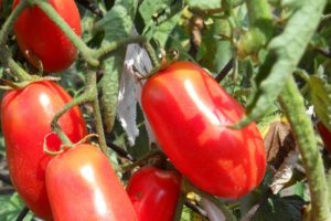 Περιγραφή της ποικιλίας της ντομάτας Σιβηρίας έκπληξη, χαρακτηριστικά καλλιέργειας και φροντίδας