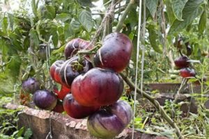 Sibīrijas tīģera tomātu šķirnes apraksts, tās īpašības un raža