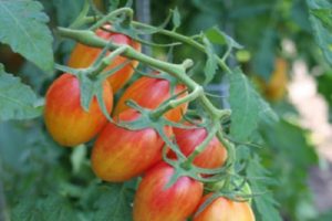 Opis odrody paradajok Plachý červenavý, znaky pestovania a starostlivosti