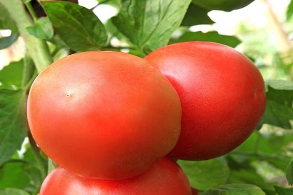 Pomidorai Swat