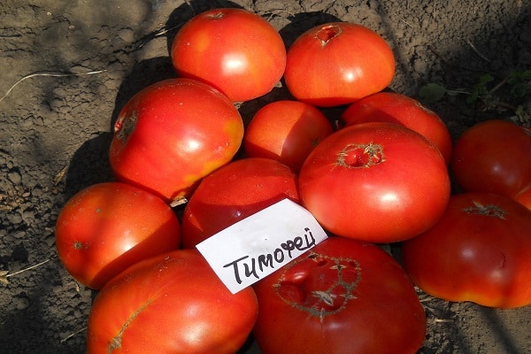 paradajková timotia