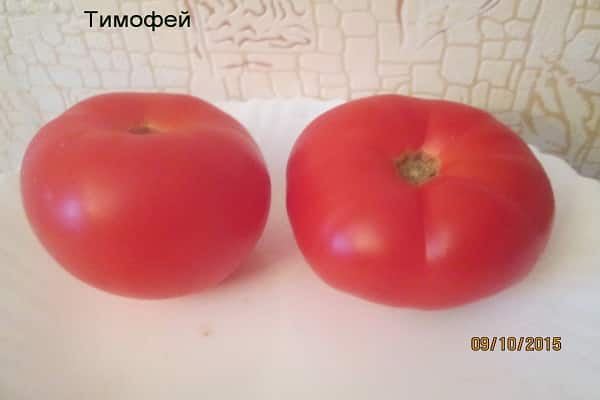 wachsende Tomate
