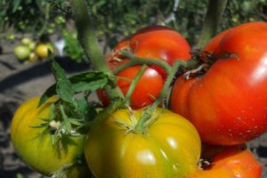 Beschrijving van het tomatenras Timofey, zijn kenmerken en productiviteit