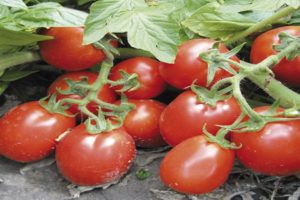 Pomidorų „Trans Rio“ aprašymas, veislės savybės ir auginimas
