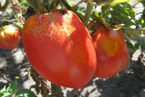Descrizione della varietà di pomodoro Trans new, sue caratteristiche e resa
