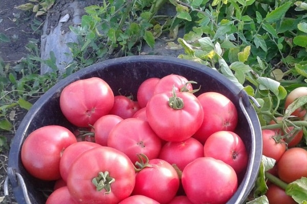 tomate vermillon