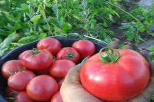 Beschrijving van de tomatensoort Werner, zijn kenmerken en opbrengst