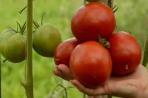 Beskrivning av äppletomatsorten Lipetsk, funktioner för odling och vård