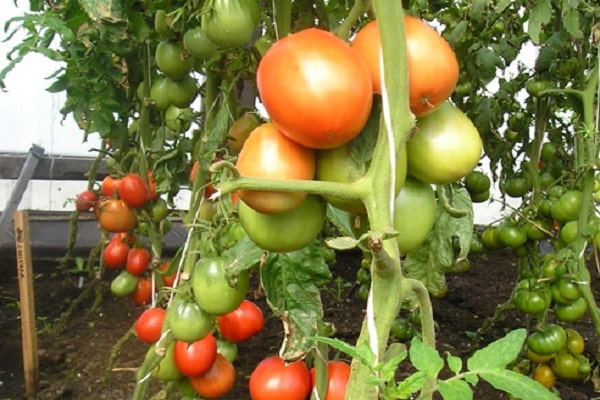 Yula pomidoras