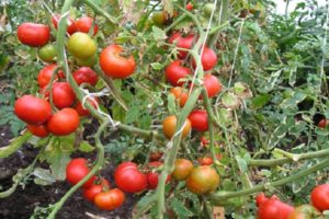 Opis odrody paradajok Yula, vlastnosti pestovania a výnos