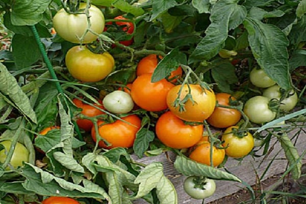 plantas de tomate